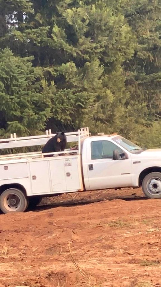A bear in a service truck on the South Obenchain Fire. The bear was attracted to an empty pizza box. 9-20-2020
