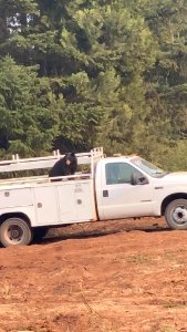 A bear in a service truck on the South Obenchain Fire. The bear was attracted to an empty pizza box. 9-20-2020 photo