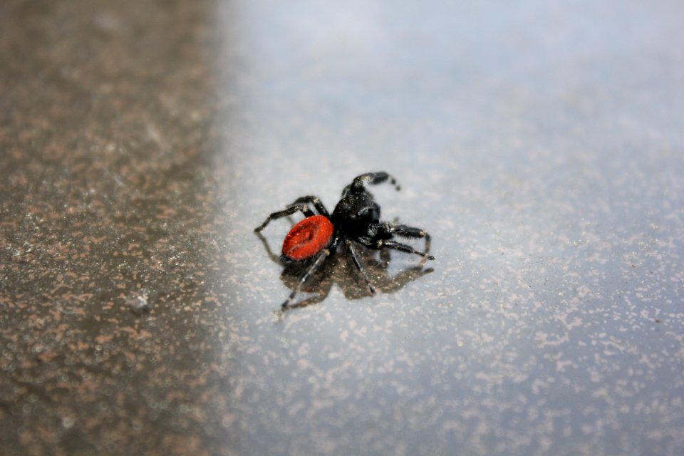 red spider