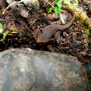 2020 Olymic Rough Skinned Newt