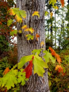Day 267 all the fall colours