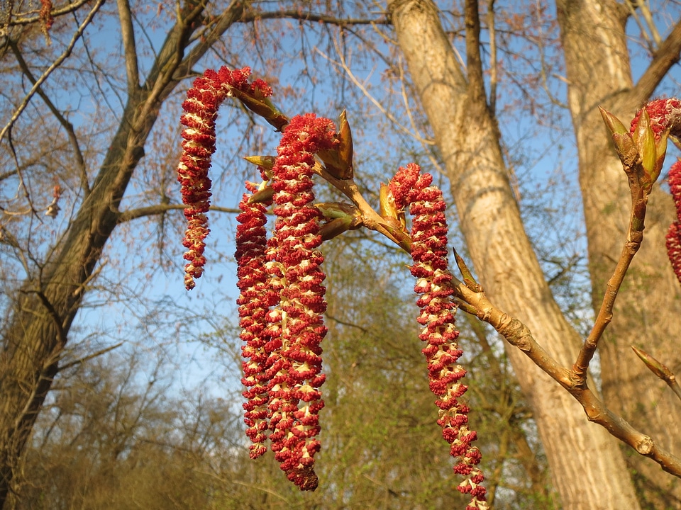 Catkins inflorescence tree