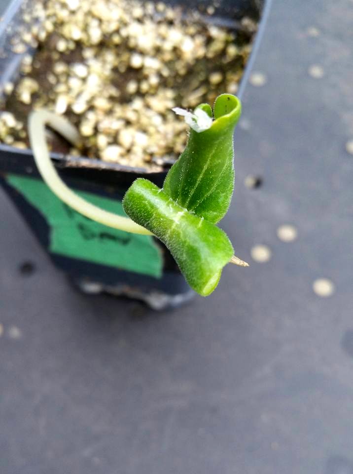 #365 squash seedling