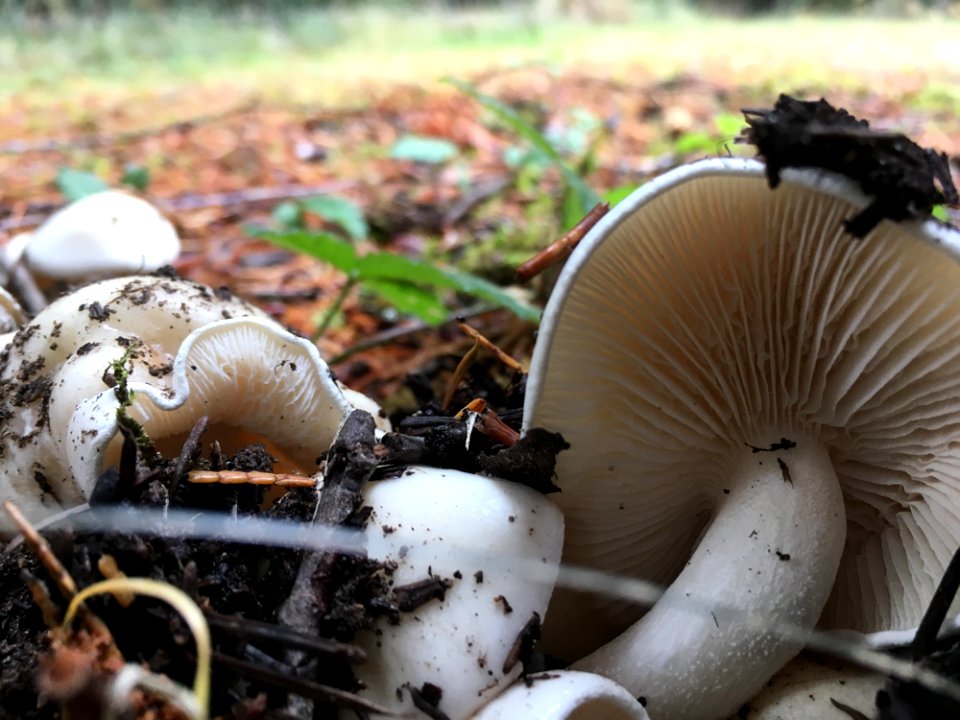 1-fall-colors-fungi-umpqua-nfjpg 48801176407 o