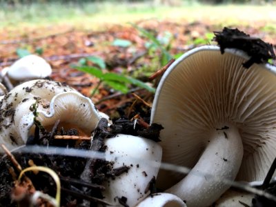 1-fall-colors-fungi-umpqua-nfjpg 48801176407 o