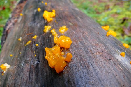2021-Olympic-Witches' Butter fungus (Tremella mesenterica) photo