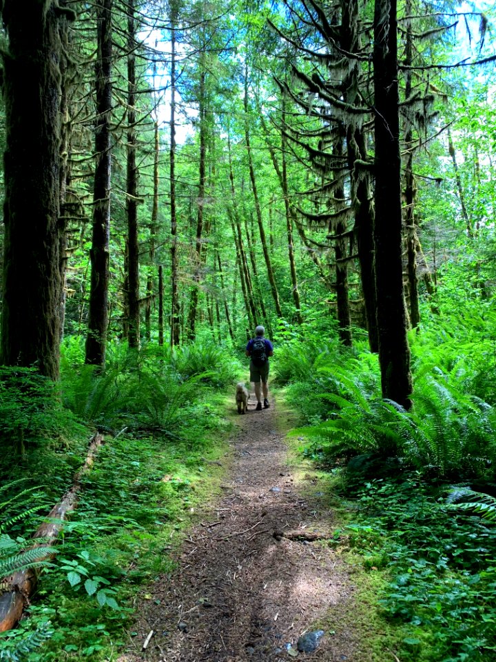 202007 Wynoochee area Dog walk at Olympic National Forest