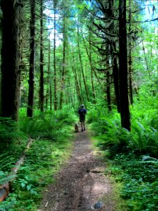 202007 Wynoochee area Dog walk at Olympic National Forest