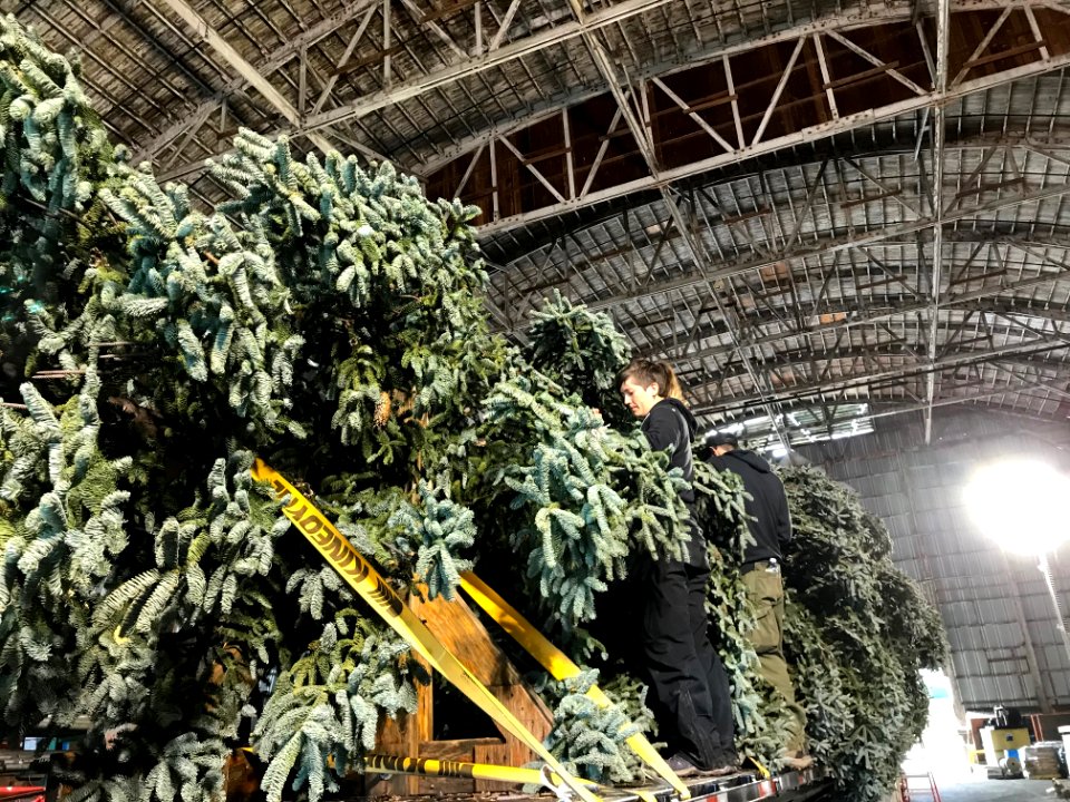 Tree in Warehouse 2