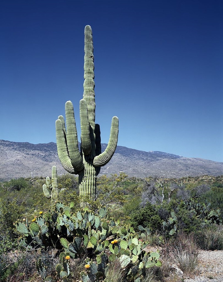 Flowers desert southwest photo