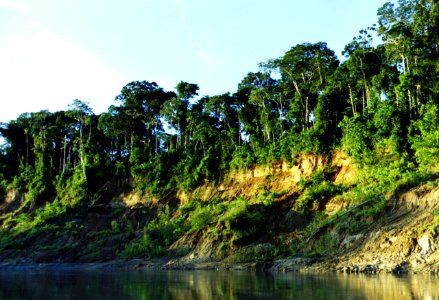 Reserva Nacional de Manu, Madre de Dios, Perú photo
