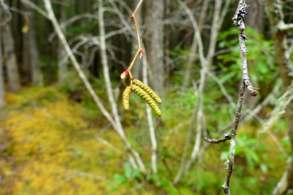 20210427-FS-Olympic-Alder male catkins