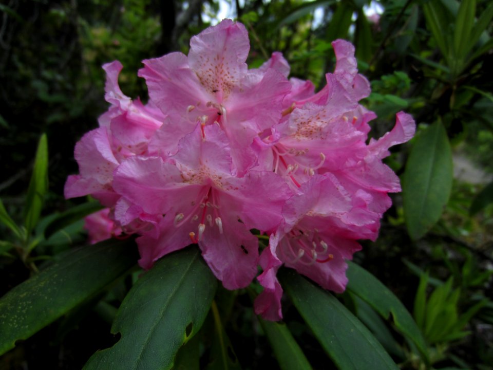 202006 Olympic Dungeness Pacific Rhododendron (Rhododendron macrophyllum)