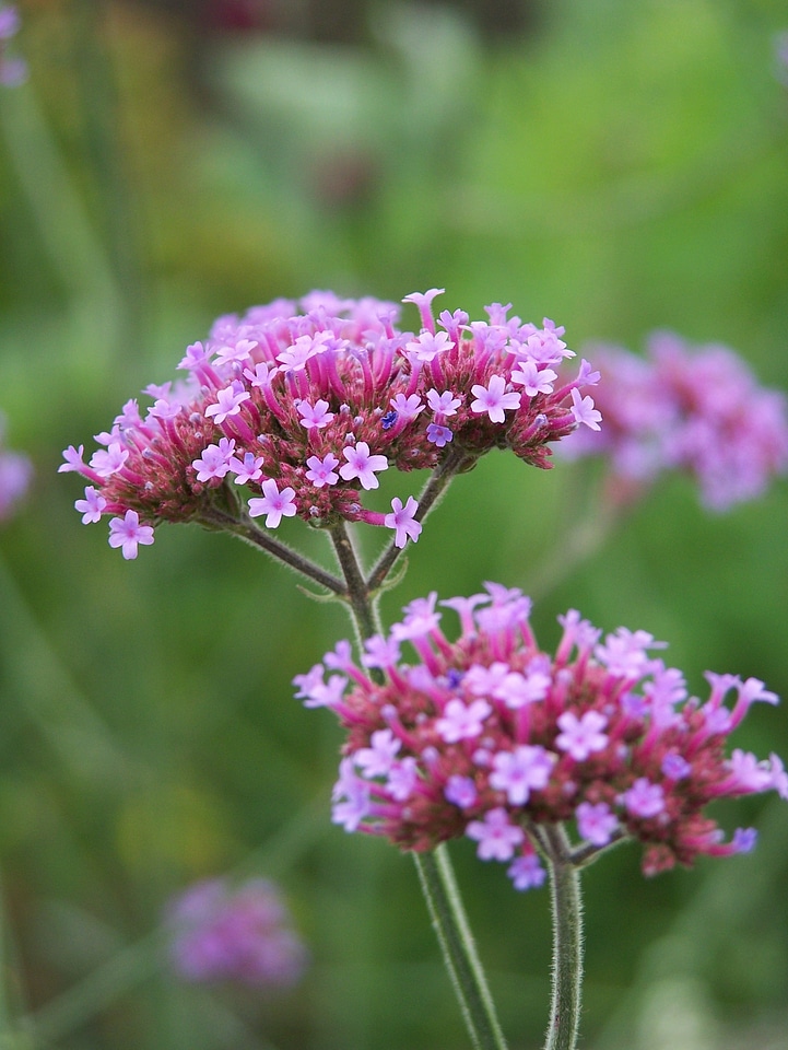 Bloom nature summer flower