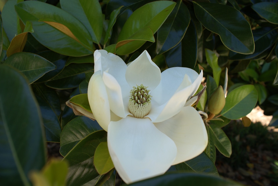 Summer flower blossom