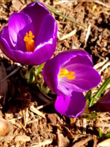 Day 064 crocus are trying