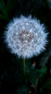 #365 Dandelion photo