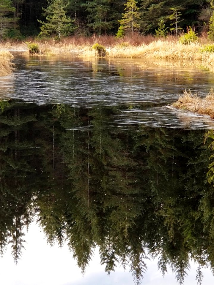 Day 041 icy reflection.