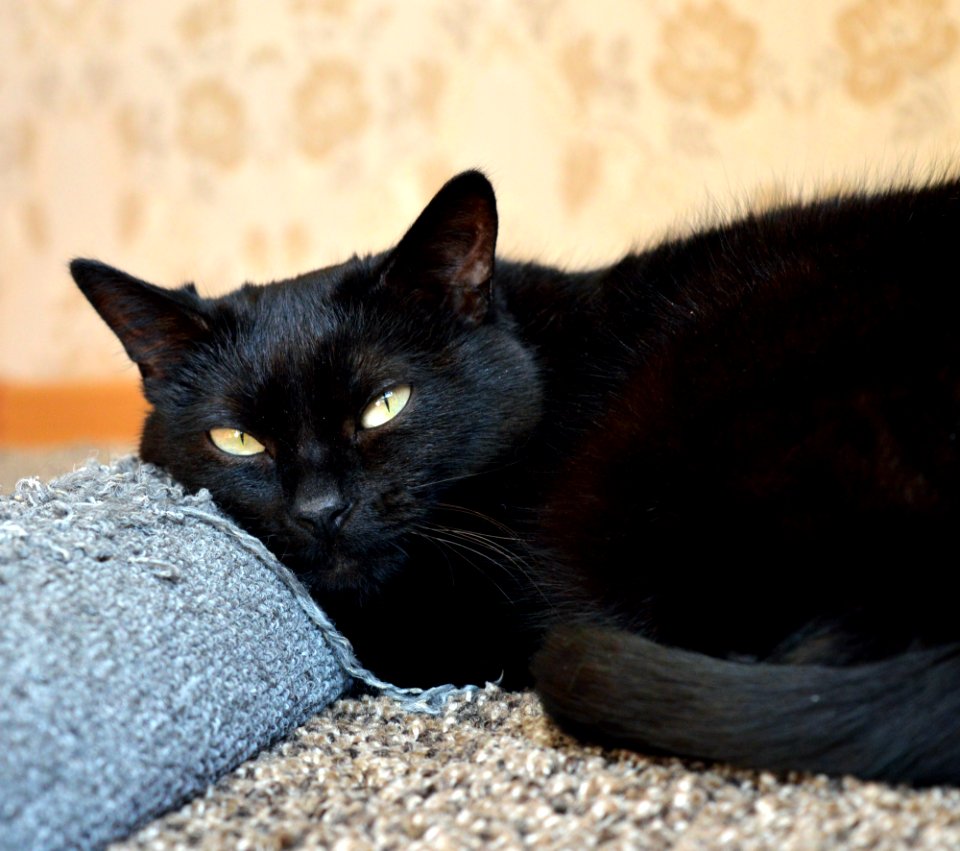 Sly black cat on a scratching post