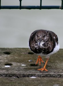 IMG 7252
