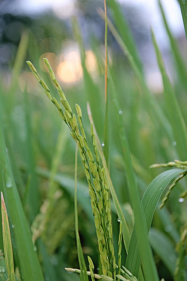 Thailand language plant farmland