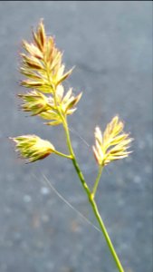 Backlit grass