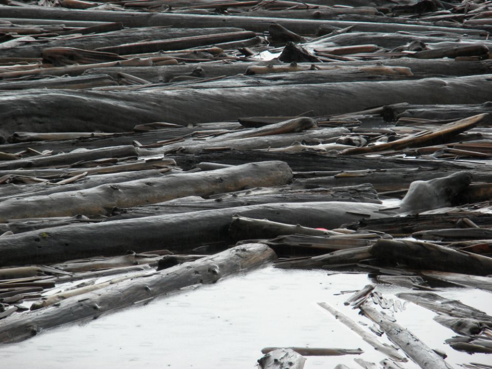 Log mat on Spirit Lake. The 1980 eruption and the associated massive landslide deposited enormous amounts of floating woody debris onto Spirit Lake.