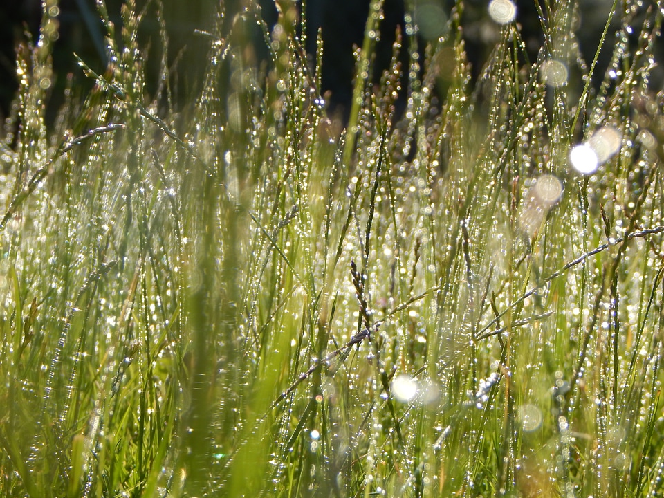Nature grasses green