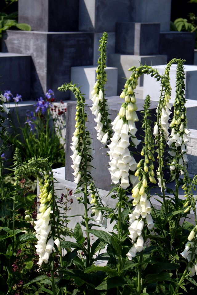 Chelsea Flower Show 2018-38
