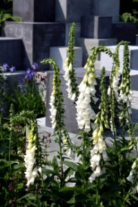 Chelsea Flower Show 2018-38