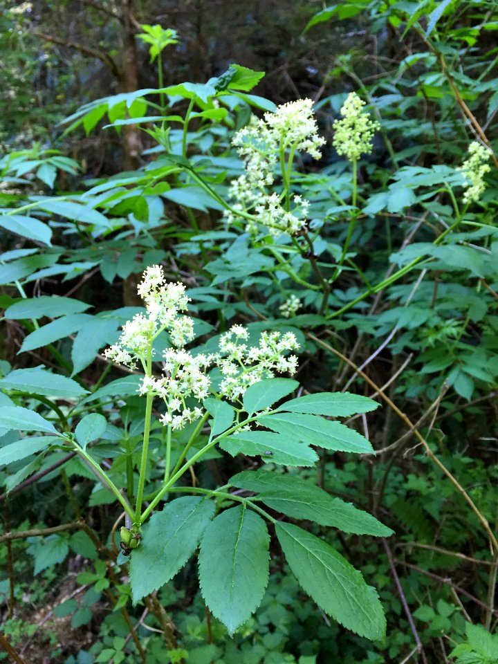 201905 FS Olympic Elderberry Photo by Karen Holtrop
