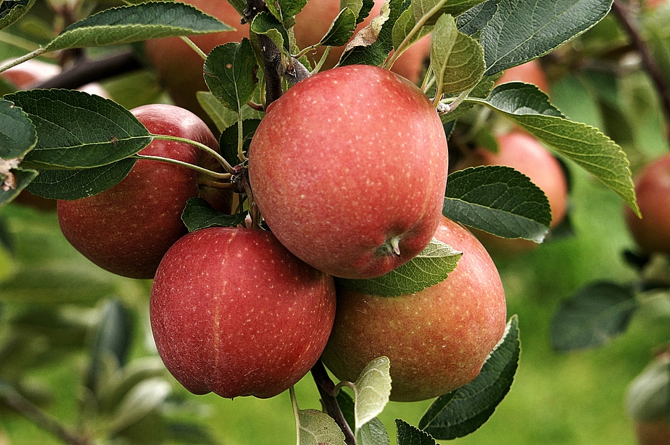 Nature red healthy