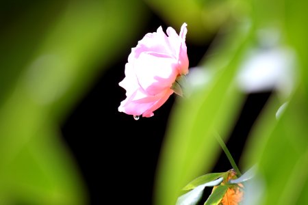 raindrop progression