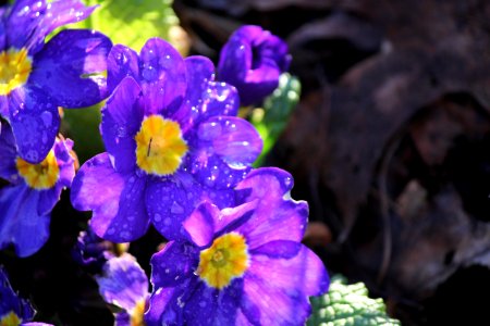 #365 sheer primula