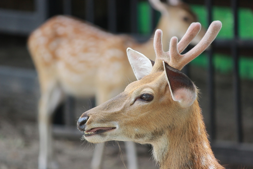 Deer animals nature