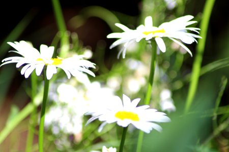 Chelsea Flower Show 2018-70