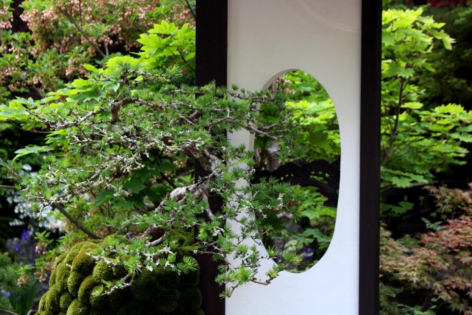 Chelsea Flower Show 2018-18