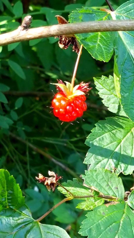 salmon berry