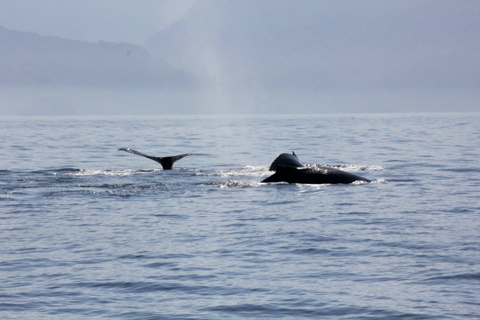 Humpacks in Banderas Bay