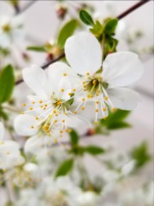 Day 121 dwarf cherry blossoms