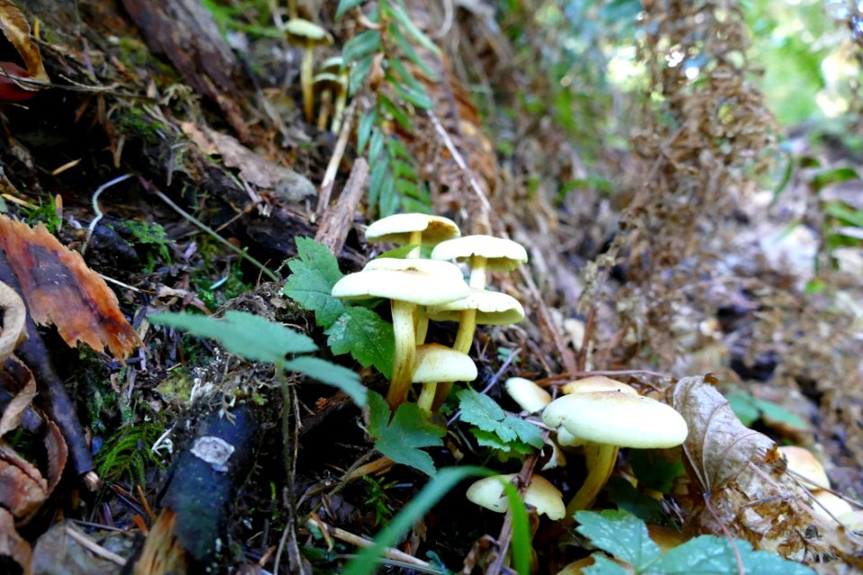 20191030 Olympic more fungus USDA Forest Service photo by Betsy Howell.