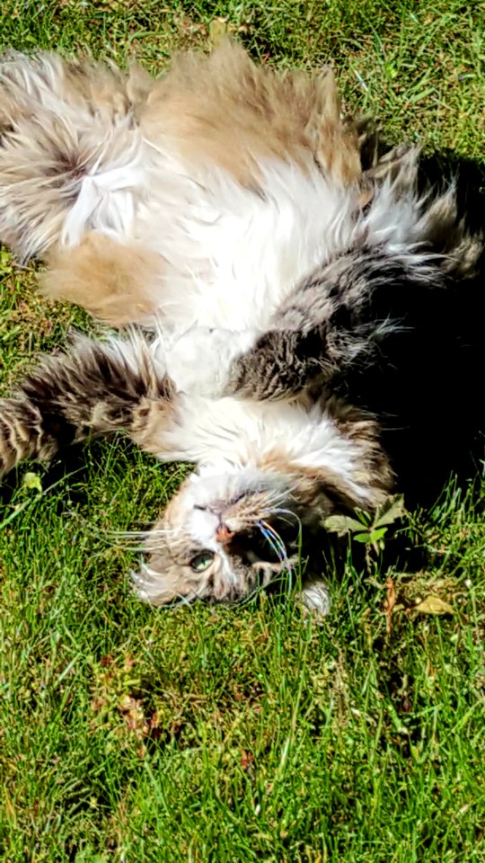 Blissed