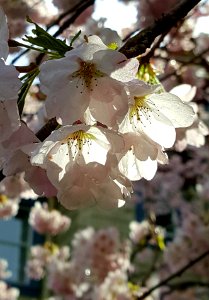 Day 108. What light through yonder cherry blossoms... photo