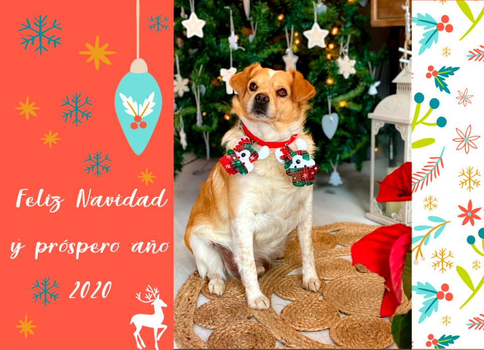 karim navidad