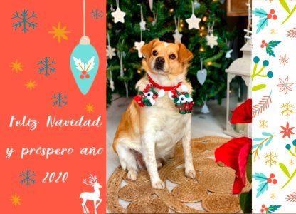 karim navidad