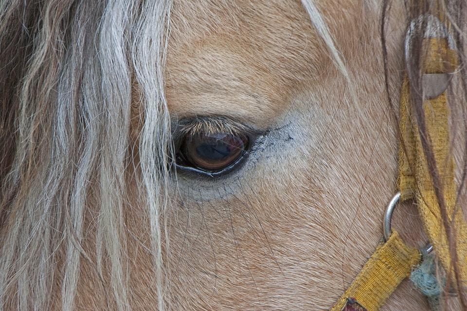 Pferdeportrait nature animal
