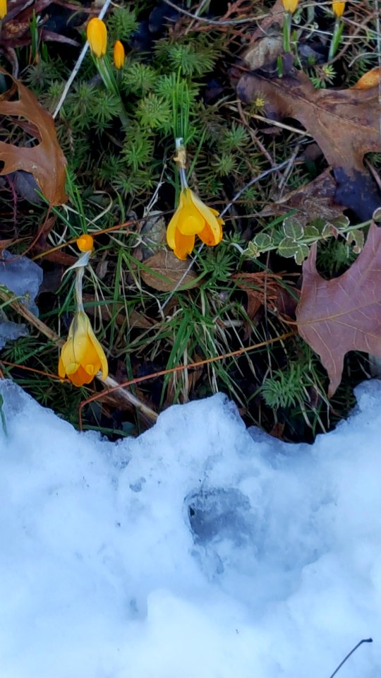 Day 57. Spring,fall, and winter in one photo.