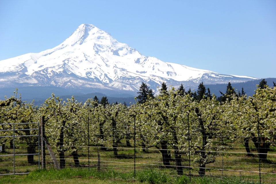 Mount Hood, Hood River Ranger Station - Mt. Hood National Forest. Photos by Trent Deckard