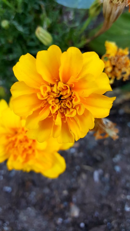 Day 238 marigold,planted to protect the brussel sprouts