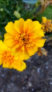 Day 238 marigold,planted to protect the brussel sprouts photo